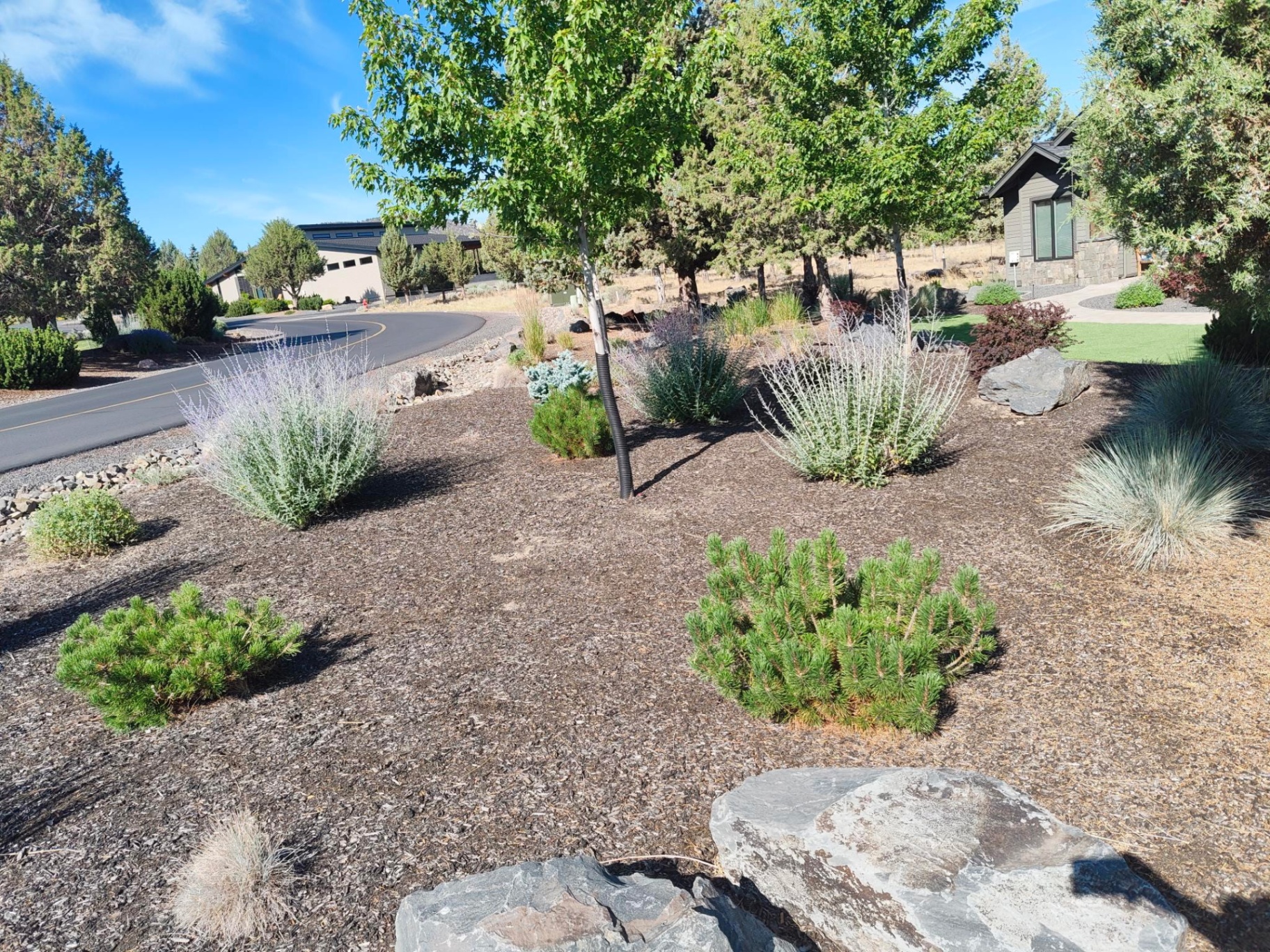 Drought-tolerant front yard with Russian sage, mugo pines and basalt boulders in Bend Oregon in Redmond, OR by A1 Lawn & Landscape of Bend