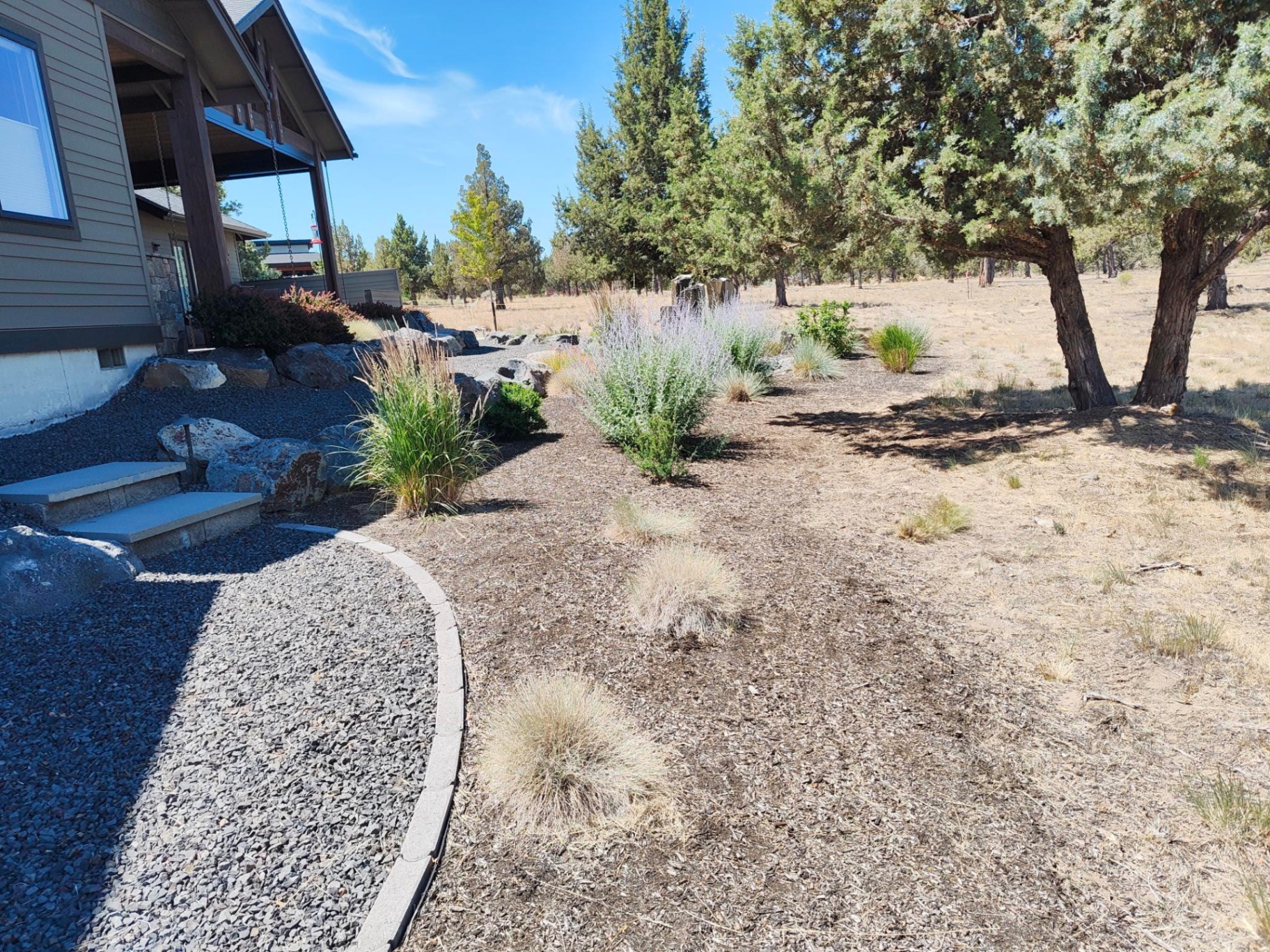 High-desert native landscape with Russian sage, ornamental grasses and mature juniper at a Bend Oregon home in Sisters, OR by A1 Lawn & Landscape of Bend