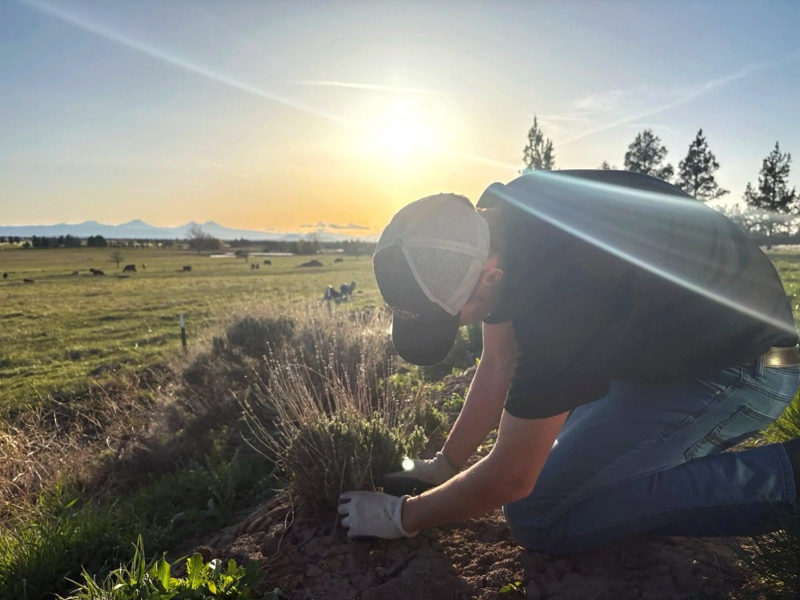 Landscape planting work at sunrise with mountain views near Bend in Tumalo, OR by A1 Lawn & Landscape of Bend